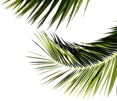 Whiteland Westin Residences leaves image